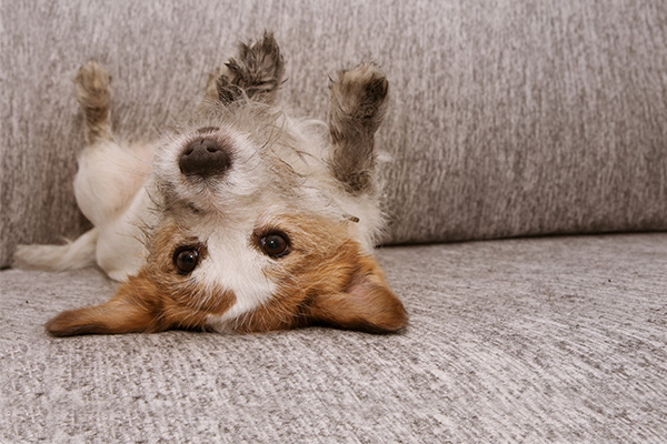 jack russell terrier puppy with dirty paws upside down on couch