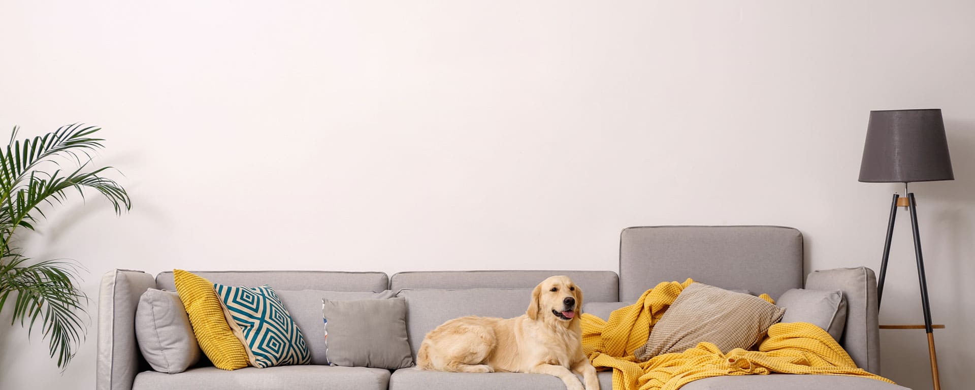 pet-on-couch-banner-desktop