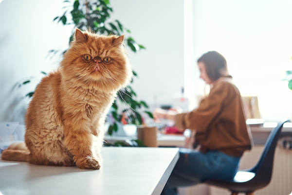 orange fluffy cat staring at camera in spring living room causing allergies